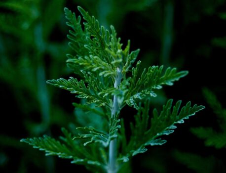 Artemisia Annua – die Königin der Heilpflanzen