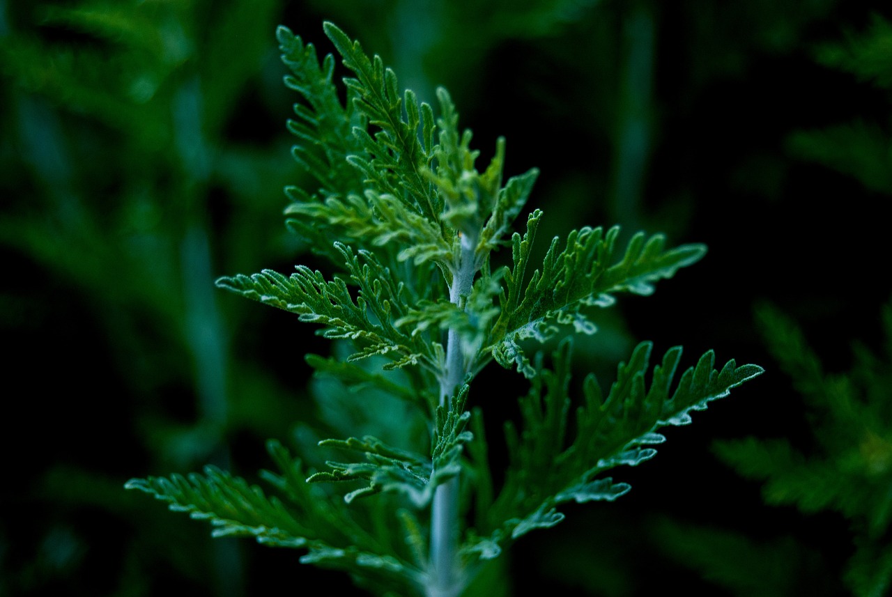 Artemisia Annua – die Königin der Heilpflanzen