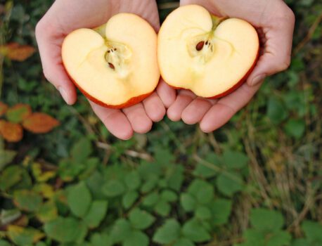 Erntedank- und Apfel-Fest am 11. Oktober 2026