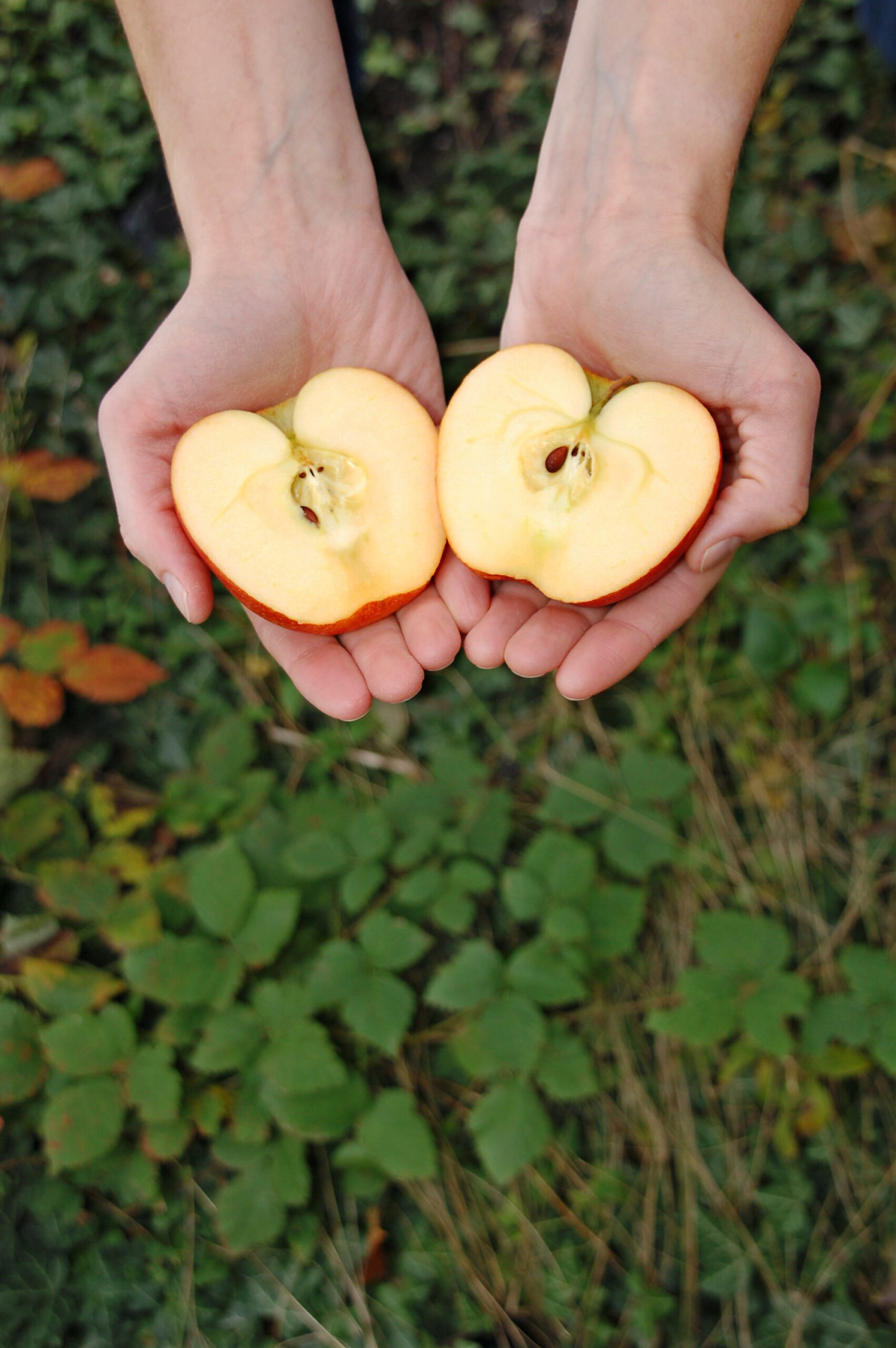 Erntedank- und Apfel-Fest am 11. Oktober 2026